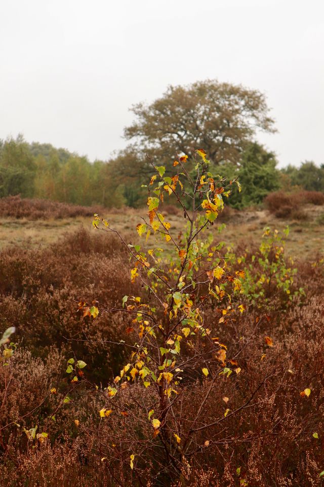 Herfstlandschap in Drenthe met heide, bos en wandelpaden, passend bij de natuurrijke omgeving van Cozmoss Boutique Hotel in Erica, Zuid-Drenthe.