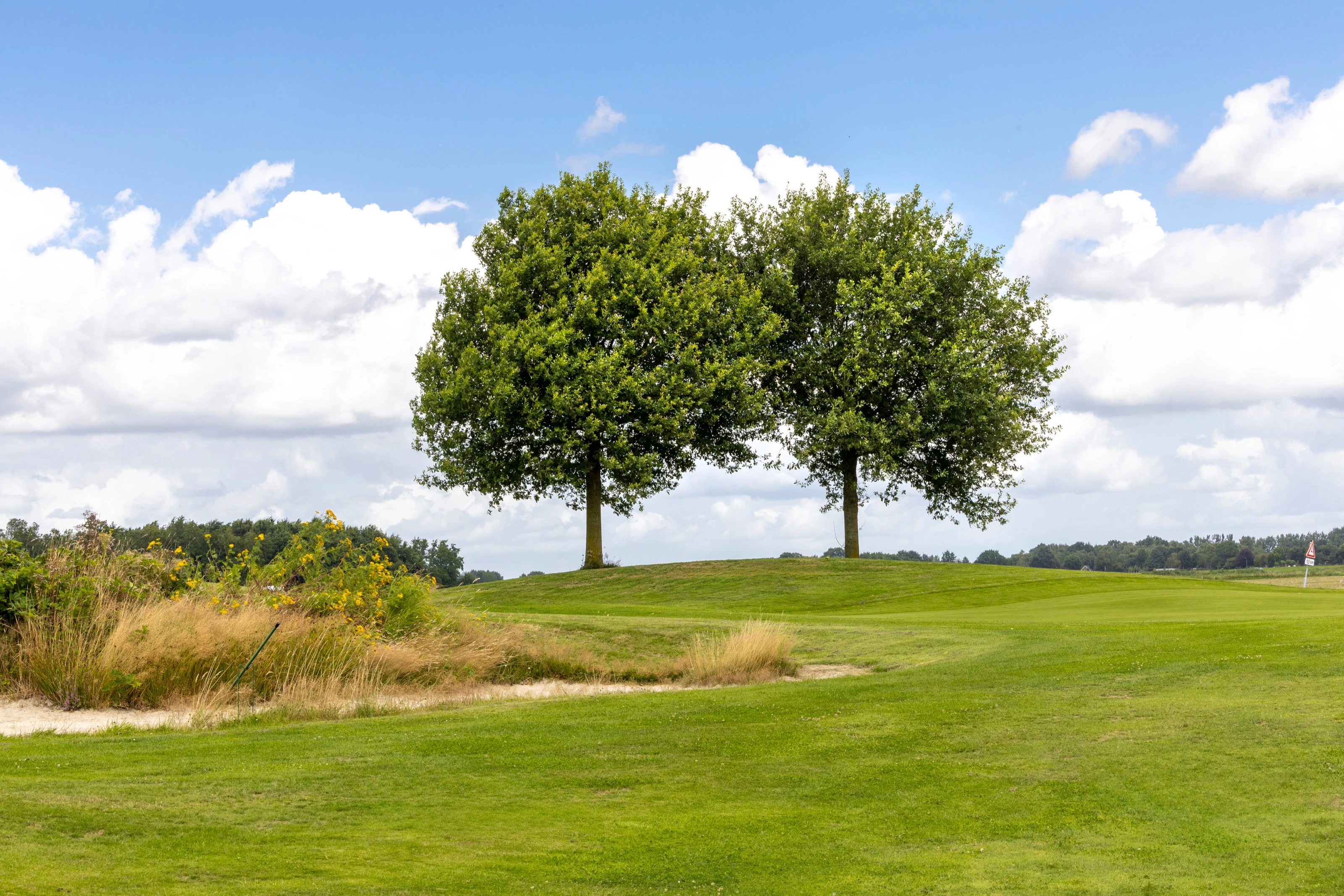 Twee bomen op een glooiing van Golfbaan Zuid-Drenthe